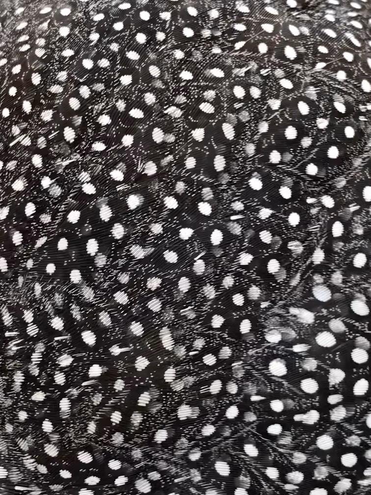 Detail of a Guinea Fowl, Tracy Aviary at Liberty Park