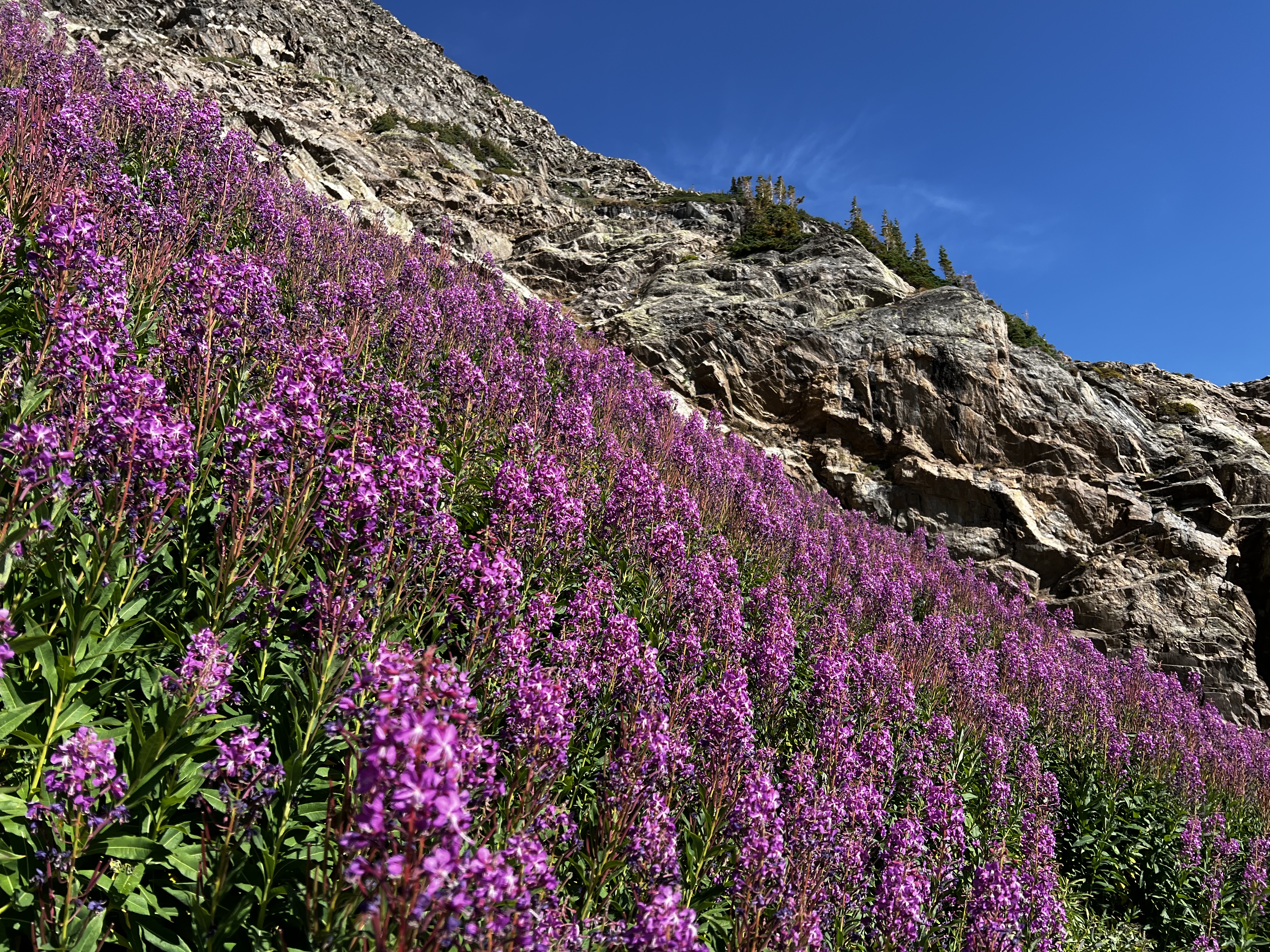 Fireweed flowers blooming near Savage peak