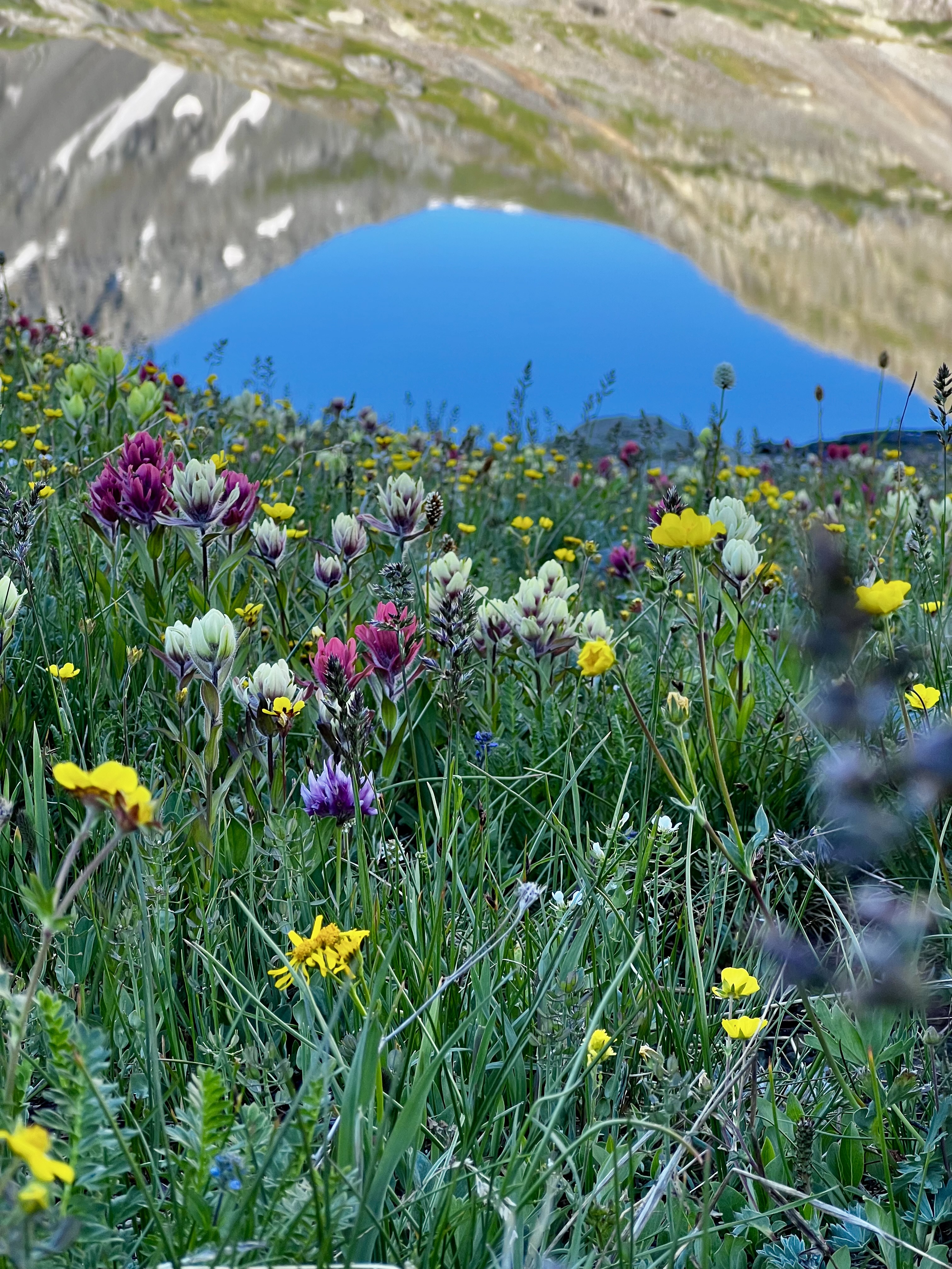 Wildflowers blooming beside Silver Lake