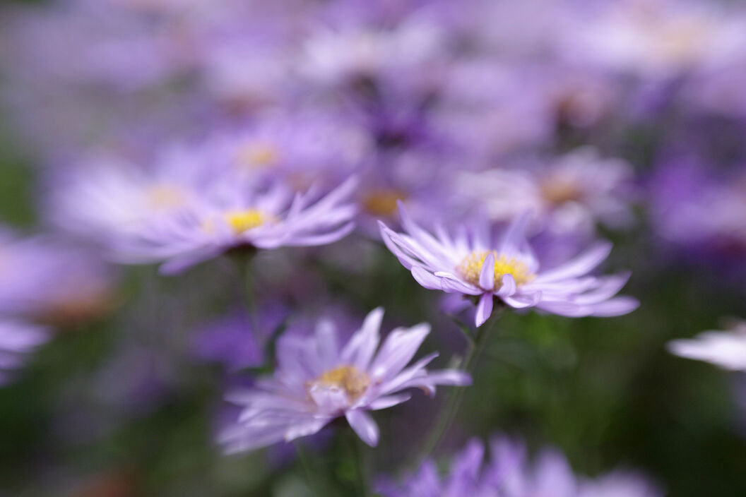 Aster Amellus