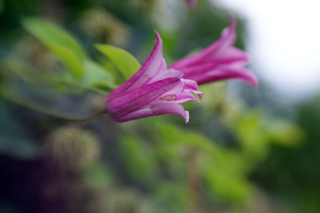 Clematis Texensis
