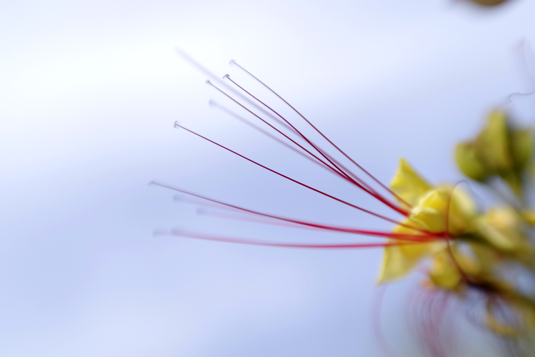 Erythrostemon Gilliesii