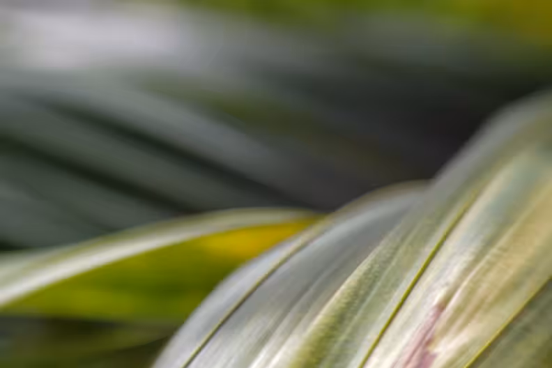 Fronds through a Lensbaby, Denver Botanic Gardens
