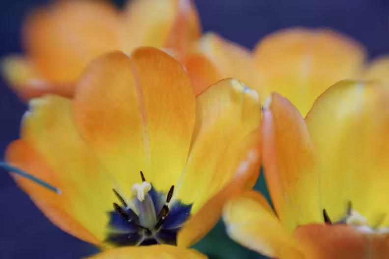 Garden Tulip, Denver Botanic Gardens