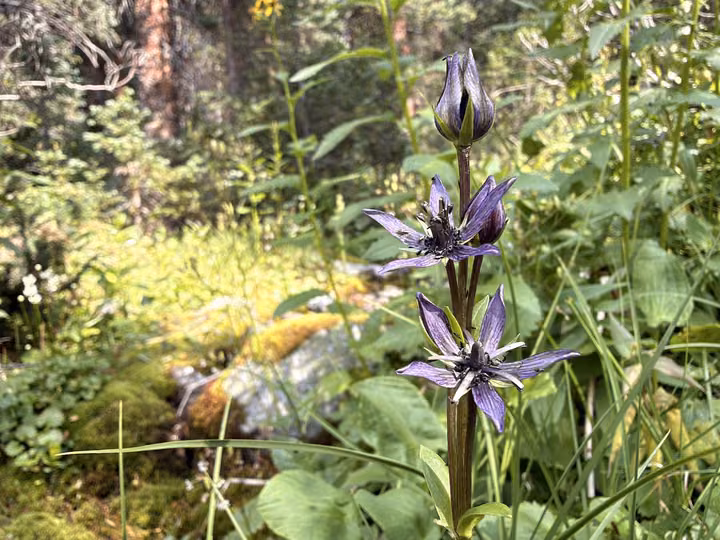 Swertia perennis, or Star Gentian