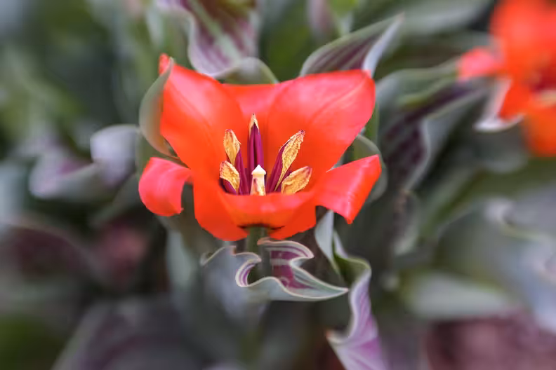 Tulip, Denver Botanic Gardens